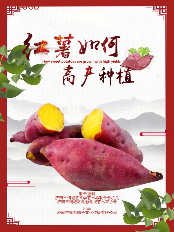 红薯1.jpg